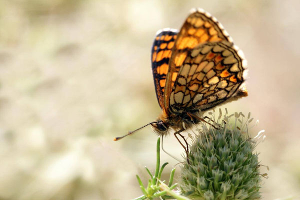 Macros bestioles - Papillons nature 12