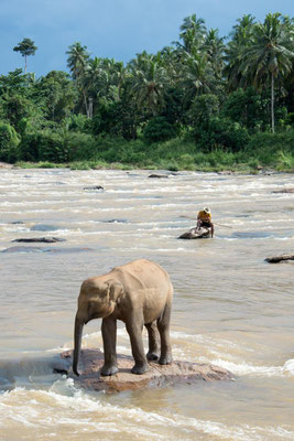 Orphelinat des éléphants 07