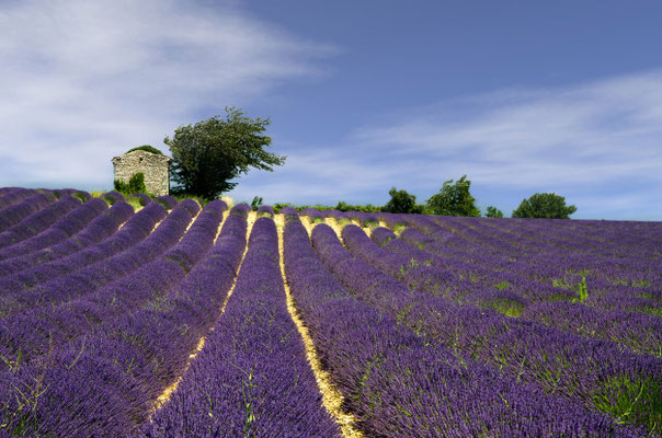 Paysages 36 - Provence