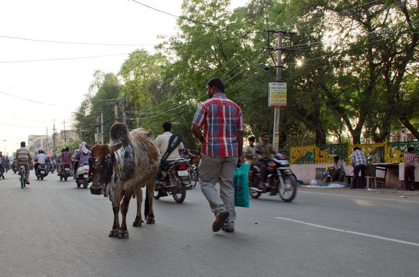 Bikaner ville 02 - La vache est sacrée dans toute l'Inde