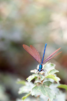 Macros bestioles - Libellules 15