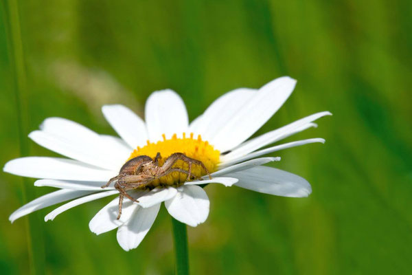 Macros bestioles - Araignées 03