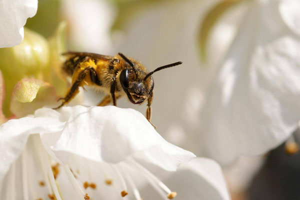 Macros bestioles - Abeilles et autres 07