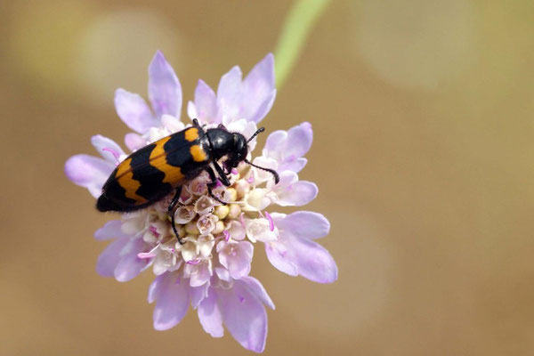 Macros bestioles - Autres 14