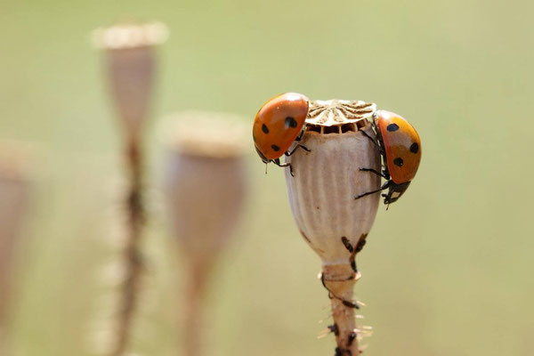 Macros bestioles - Coccinelles 01