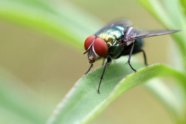 Macros bestioles - Mouches 03