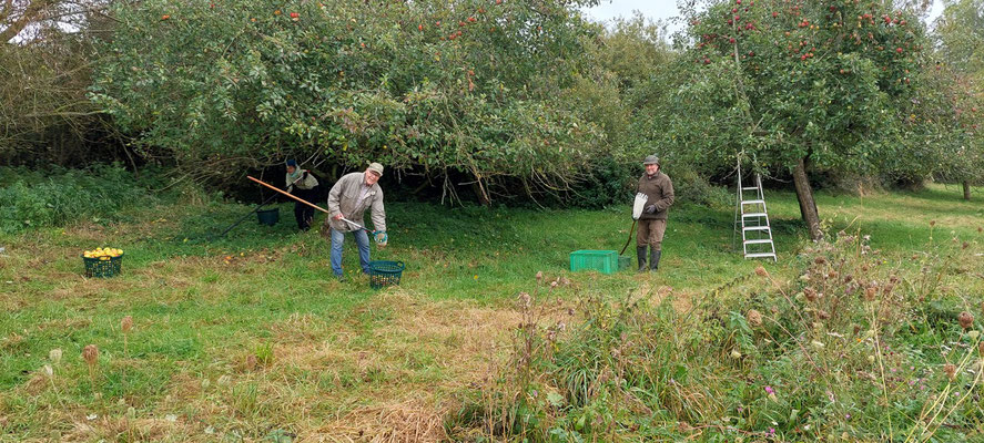 Äpfel zu ernten ist manchmal ein bisschen wie Ostereier suchen...