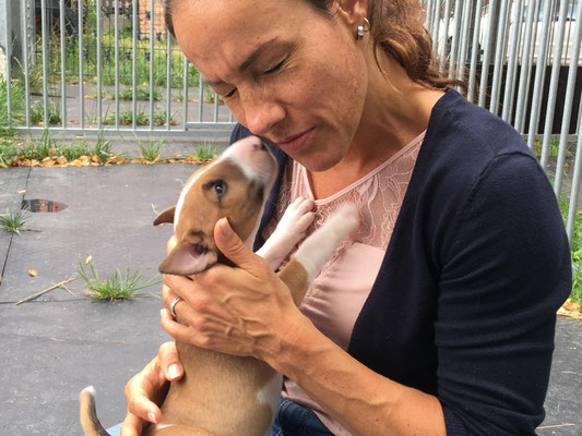 Suche Miniatur Bullterrier Welpen In Bayern Ingolstadt Ebay