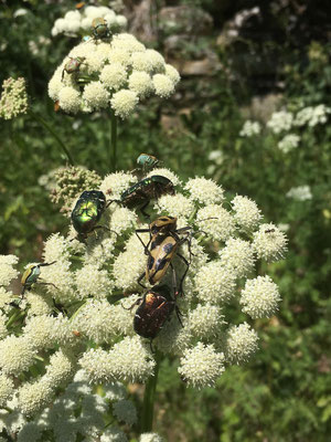 Apiaceae, Blüten, Pflanze, Tiere, Insekten