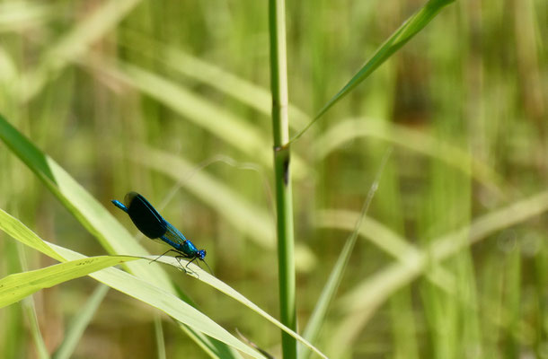 Tiere, Libelle, Lebensraum