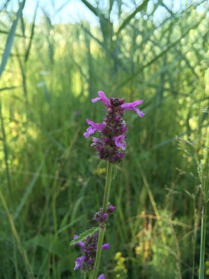 Lebensraum, Pflanze, Lamiaceae