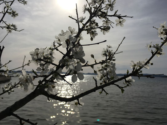 Frühlingserwachen auf der Insel Pasmanin Kroatien