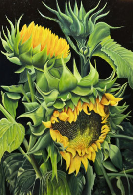 Zonnebloemen - Frans Boers
