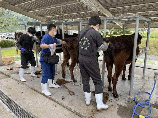 2022 - 宮崎大学 産業動物臨床繁殖学研究室（リンパン）