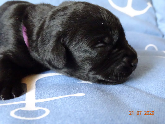 Herr Lila