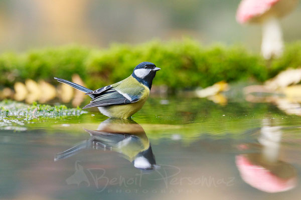 Mésange charbonniere au bain