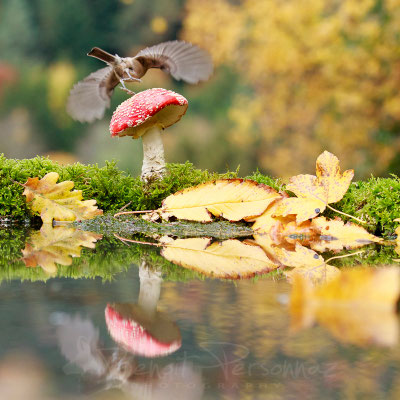 Mésange nonette et amanite tue-mouche