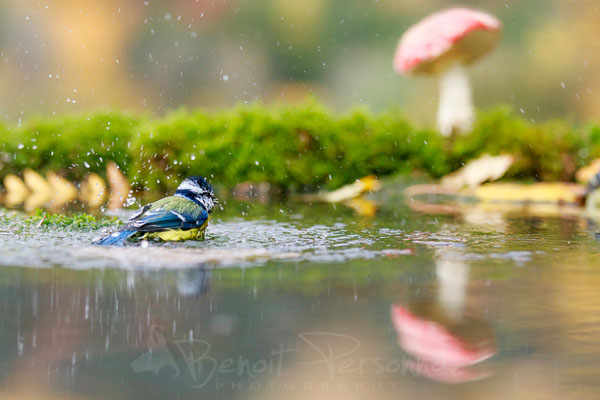 Mésange bleue au bain