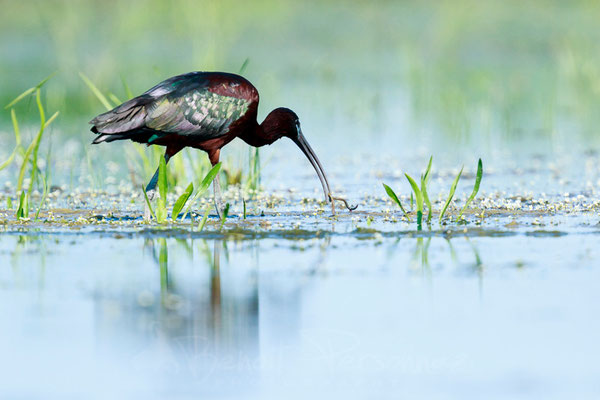 Ibis falcinelle a la peche aux gros vers
