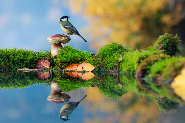 Mésange charbonniere et cèpe