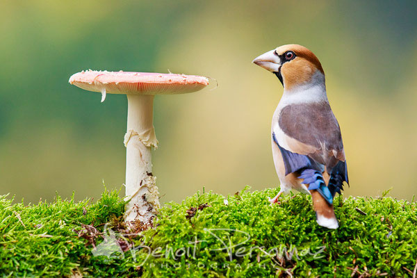 Grosbec casse-noyaux et amanite tue-mouche
