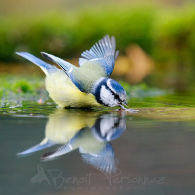 Mésange bleue au bain