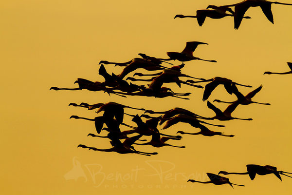 Flamant rose-Camargue