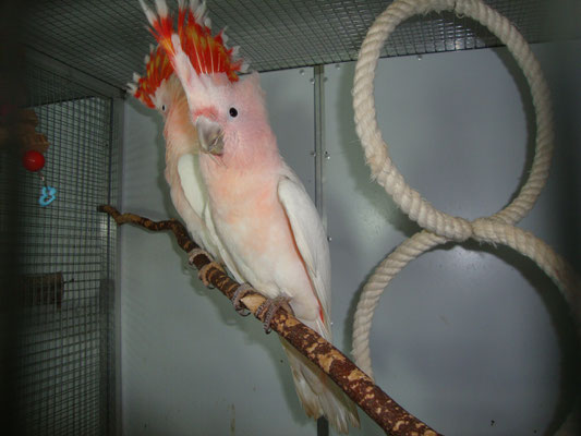 Inkakakadu Cacatua Leadbeateri Gunter S Kakadu Papageien Paradies