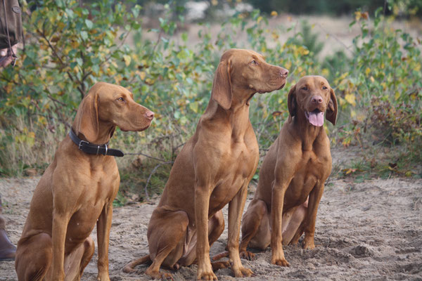 Lulu, Indy en Juul