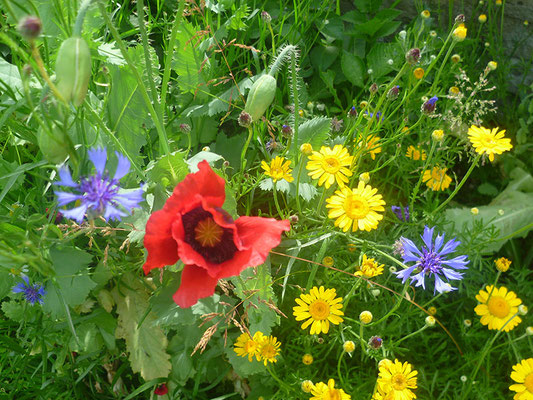 Allgäuer Blumenwiese