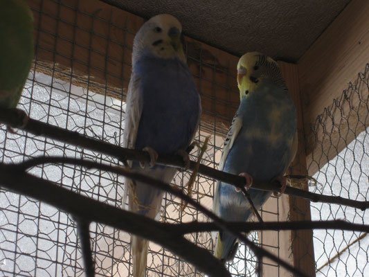 Stammbesetzung Brutpaare - Wellensittich-vogelzucht-leutenberg
