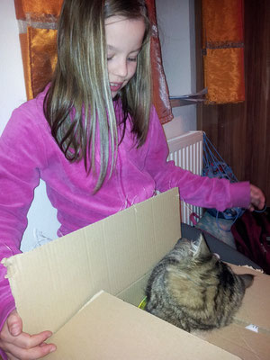 Katze Timo