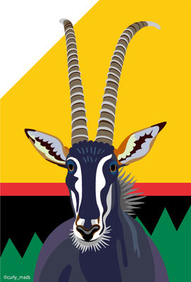 Zimbabwe：Sable Antelope