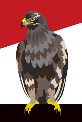 Egypt：Steppe eagle
