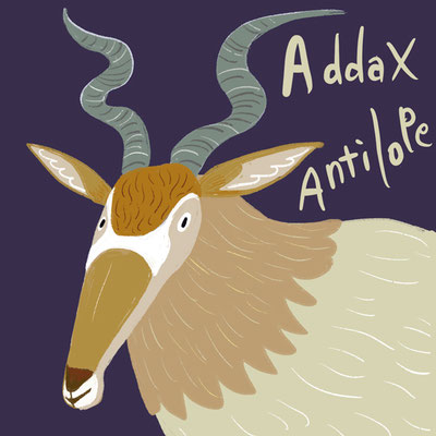 Addax antelope