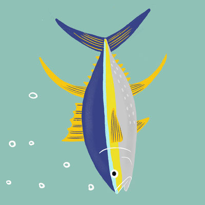 ALPHABET_Y  [ Yellowfin Tuna ]