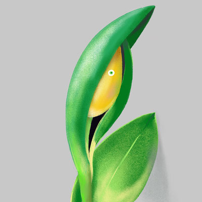 tulip