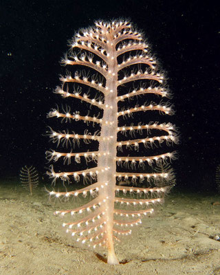 Leuchtende Seefeder (Pennatula phosphorea)