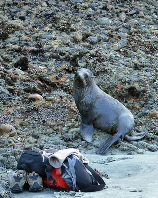 Achtung neugieriger Seebär - meine abgelegten Habseligkeiten in Gefahr