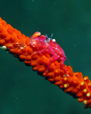 Korallenkrabbe  (Lissoporcellana nakasonei) auf einer Peitschenkoralle