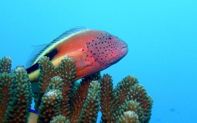 Korallenwächter   (Paracirrhites forsteri)