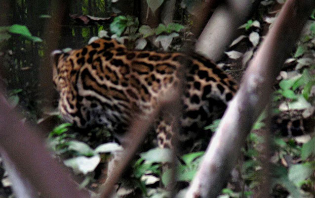 Ozelot (Leopardus pardalis) kaum erkannt, auch schon wieder im Gebüsch verschwunden