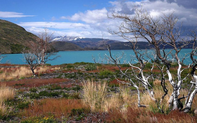 Patagonische Wildnis am Lago Pehoe