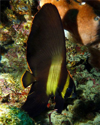 Fledermausfisch (Platax batavianus juv.)