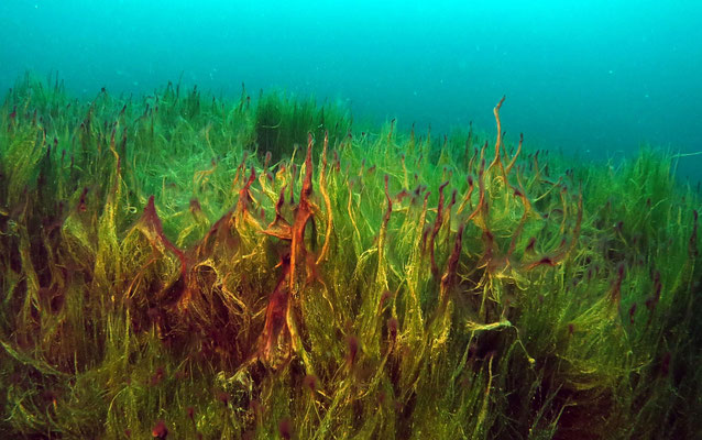 Unterwasserlandschaft - Algenbewuchs