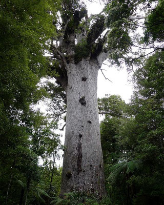 Tane Mahuta (Herr des Waldes), der größte Kauri-Baum Neuseelands,  51,2 m hoch, Stammumfang 13,8 m
