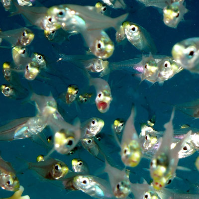 Glasfische (Parapriacanthus ransonneti)