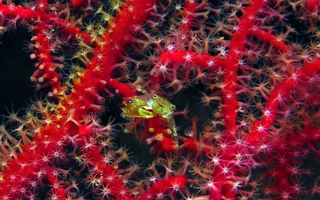 Korallenkrebs (Petrolisthes sp)