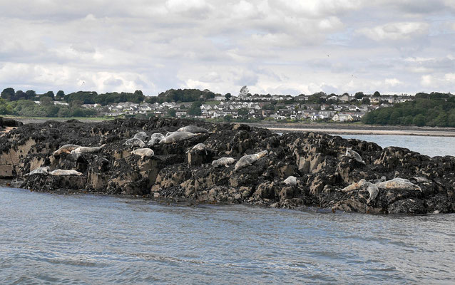 Kegelrobben auf einer Insel auf dem Firth of Forth