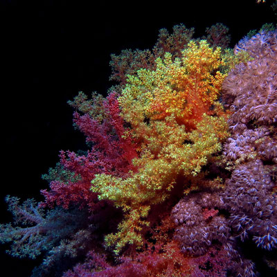 farbenprächtige Korallen - Foto: C.J.
